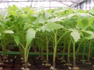 Как простая пленка может спасти вашу рассаду: секреты успешного выращивания томатов и перцев