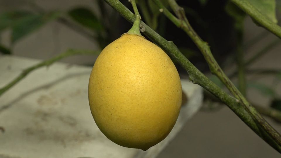 Свой мандариновый рай: белгородка 20 лет выращивает цитрусы в домашнем саду