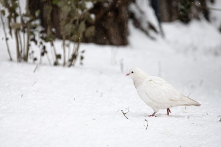 ������ 31 �������. ������� ��������� ������� ������ ����