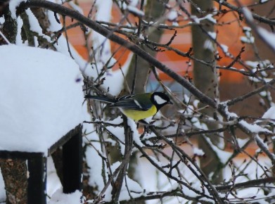 ���� ����� ��� ��� ����������