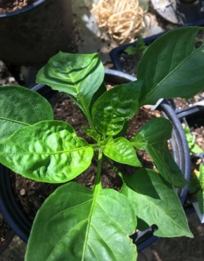 Листья перца: что скрывает их скрученность и деформация?