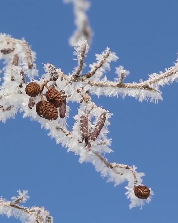 Зимняя сказка в Грайвороне