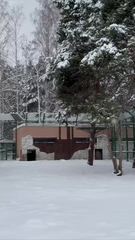 Медведицы из белгородского зоопарка наконец-то легли в спячку