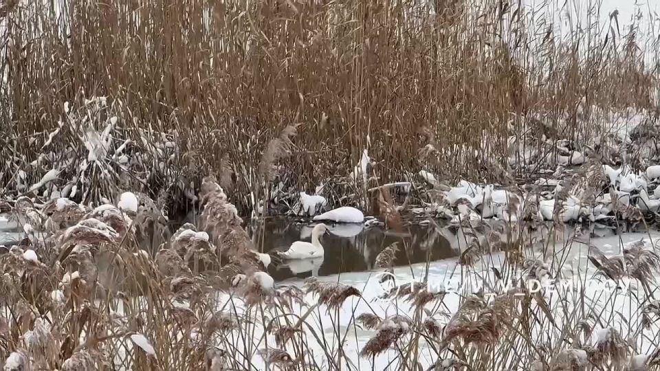 У лебедя, который зимует на белгородской Везёлке, появился собственный тёплый дом