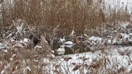 У лебедя, который зимует на белгородской Везёлке, появился собственный тёплый дом