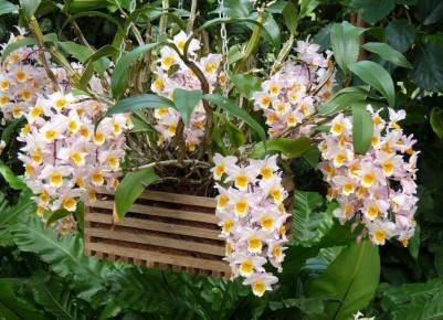 Комнатные растения для очищения воздуха