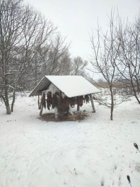 Что в новогоднем меню у лесных обитателей?