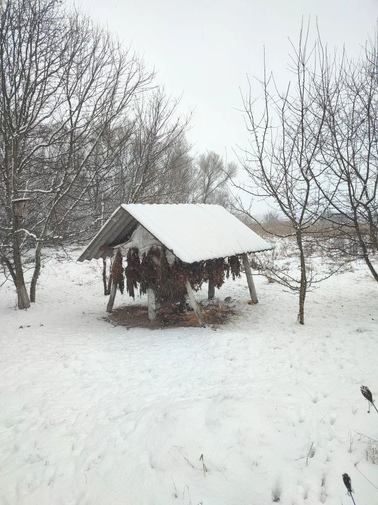 Что в новогоднем меню у лесных обитателей?