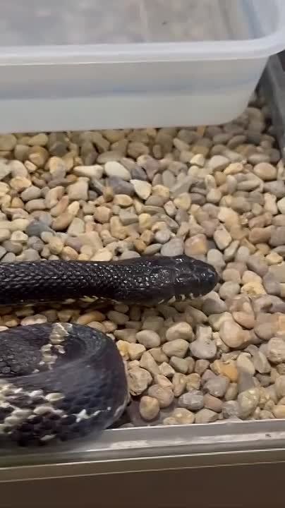 Не знаете, чем заняться в новогодние праздники? А на зверюшек давно смотрели?