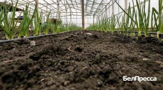 ��������� ��������������. ����������� ����� ������ 20 ��� ��������� ���������� ���������