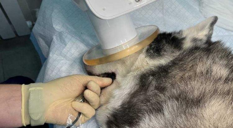 Самой востребованной ветеринарной услугой в Белгородской области в 2025 году стало стало удаление зубов