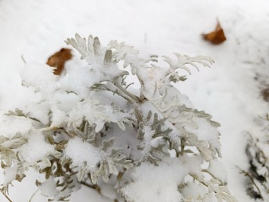 Зимняя природа — это настоящее произведение искусства