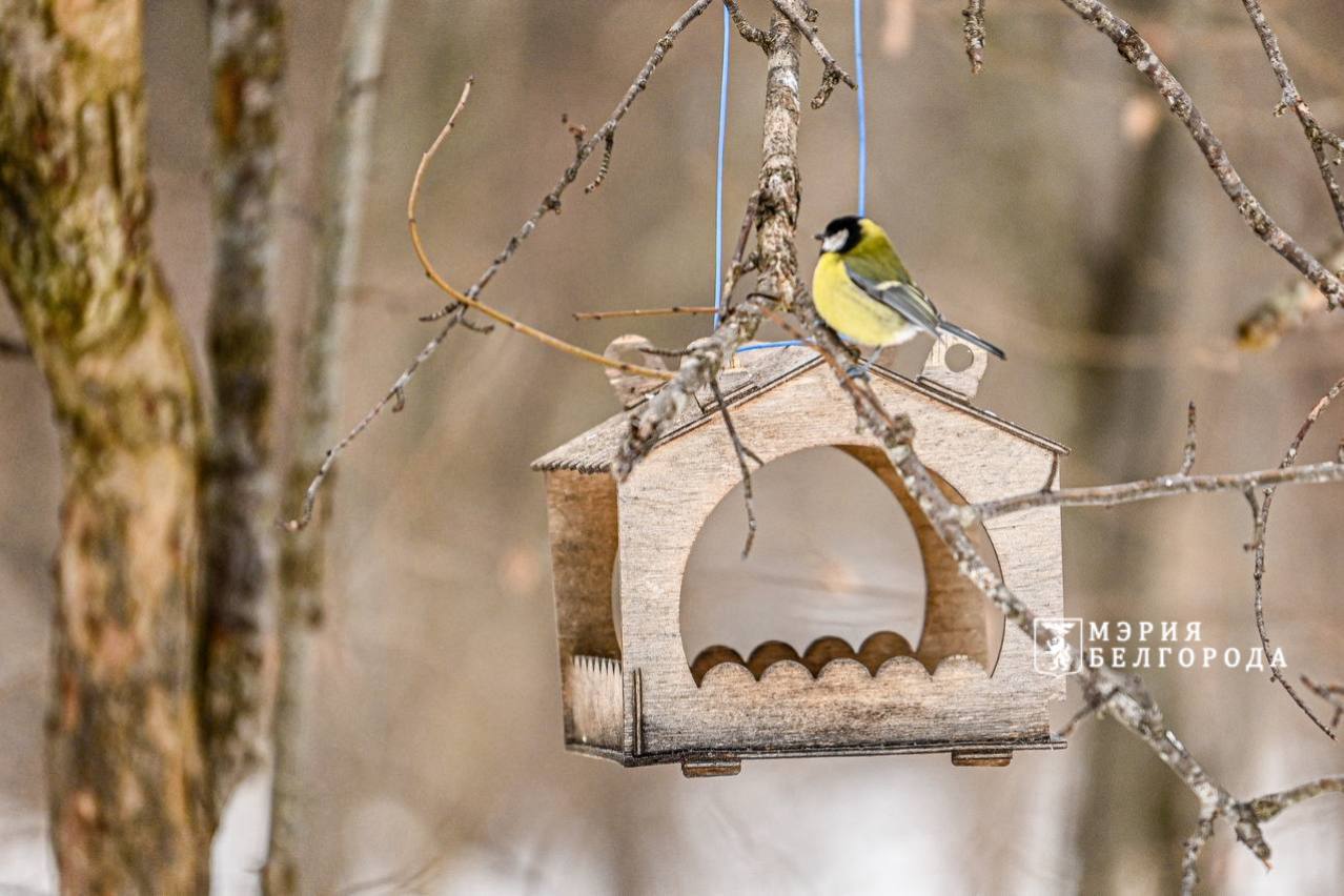 Доброе утро, Белгород!. Погода сегодня: Потеплеет