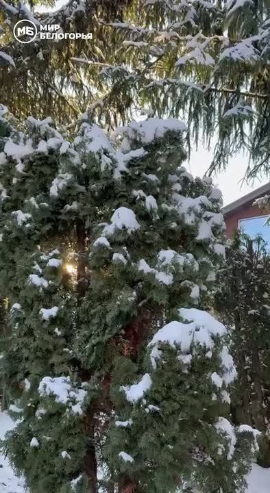 Зимняя сказка в Белгородской области
