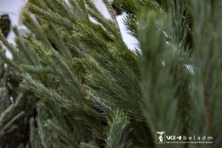 Как белгородцам утилизировать новогодние ёлки?