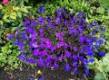 Как вырастить идеальную лобелию: советы и секреты для садоводов