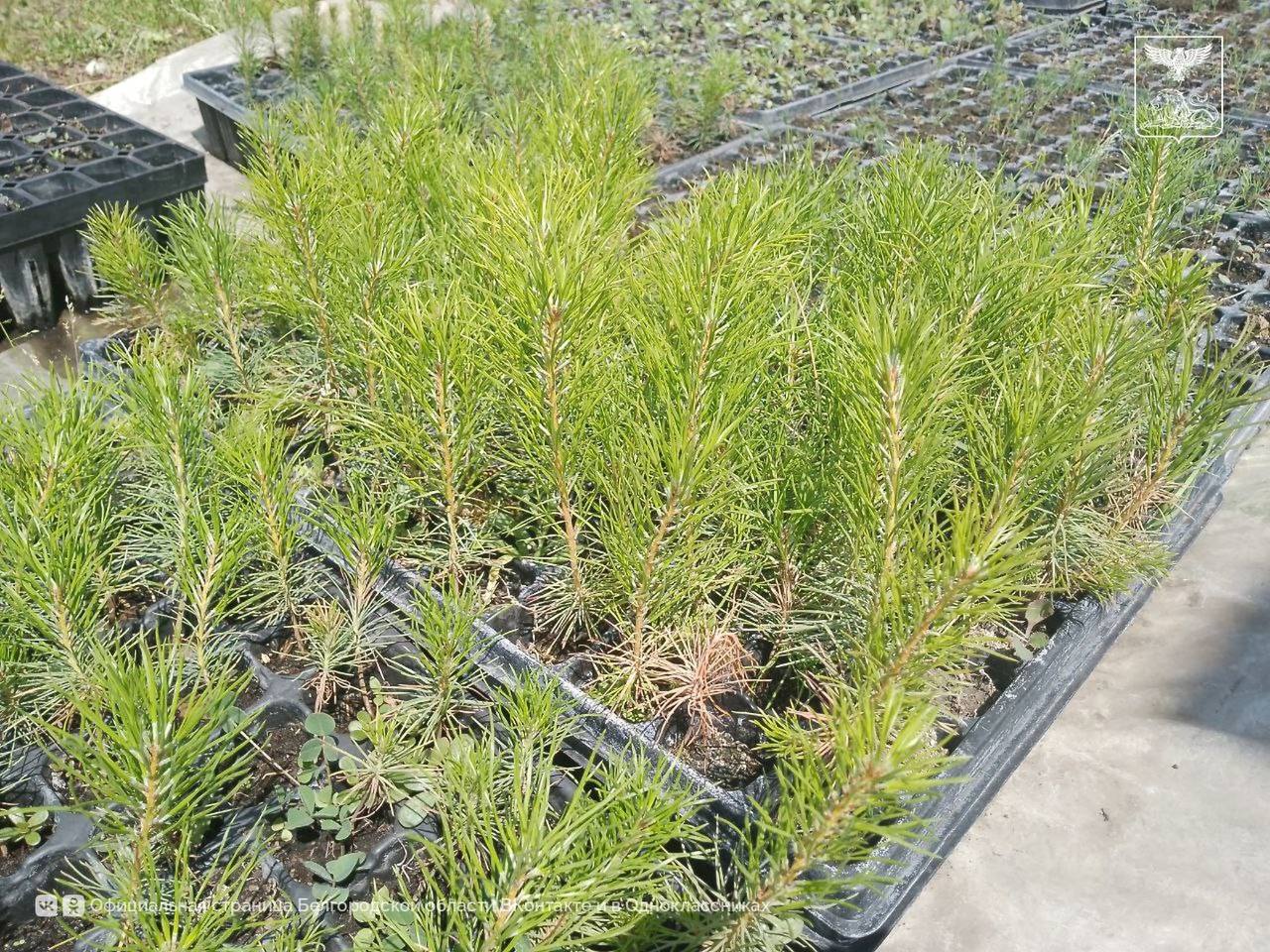 В Белгородской области продолжится системная работа по развитию лесного семеноводства