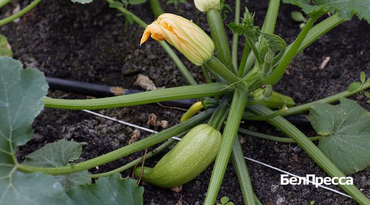 В Белгородской области на поддержку аграриев направят 370 млн рублей