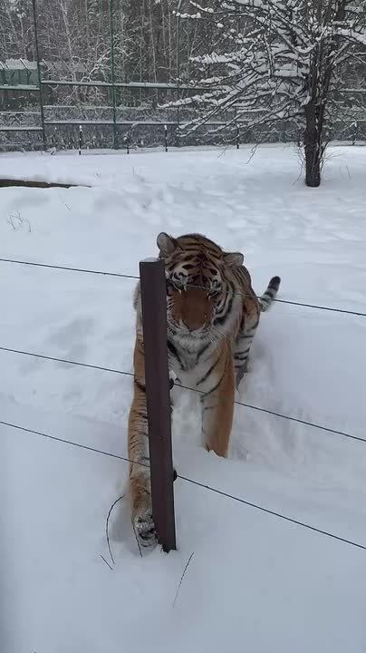 ������ 11 ������. ������� ��������� ������� �������� ������ �� ������