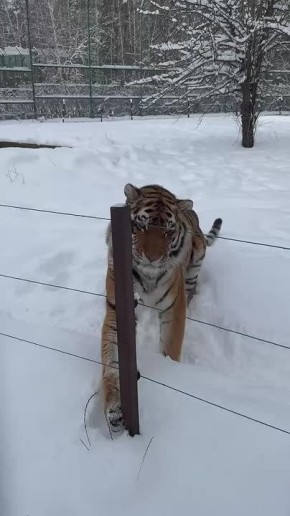 ������ 11 ������. ������� ��������� ������� �������� ������ �� ������