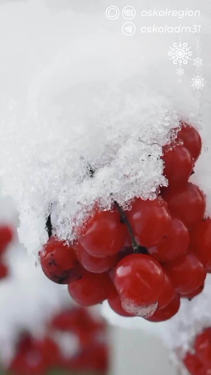 Доброе утро, дорогие старооскольцы!