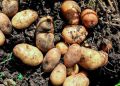 Как выбрать идеальный картофель: советы экспертов