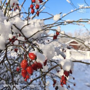 ������������ ����