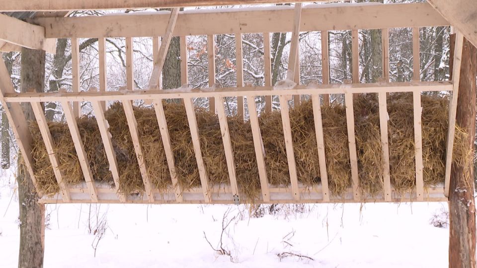 В Прохоровском округе построили новую подкормочную площадку для диких животных