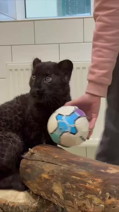 Багира играет в футбол. Рассказываем последние новости о красотке: пантере сделали прививку, и перенесла она её хорошо