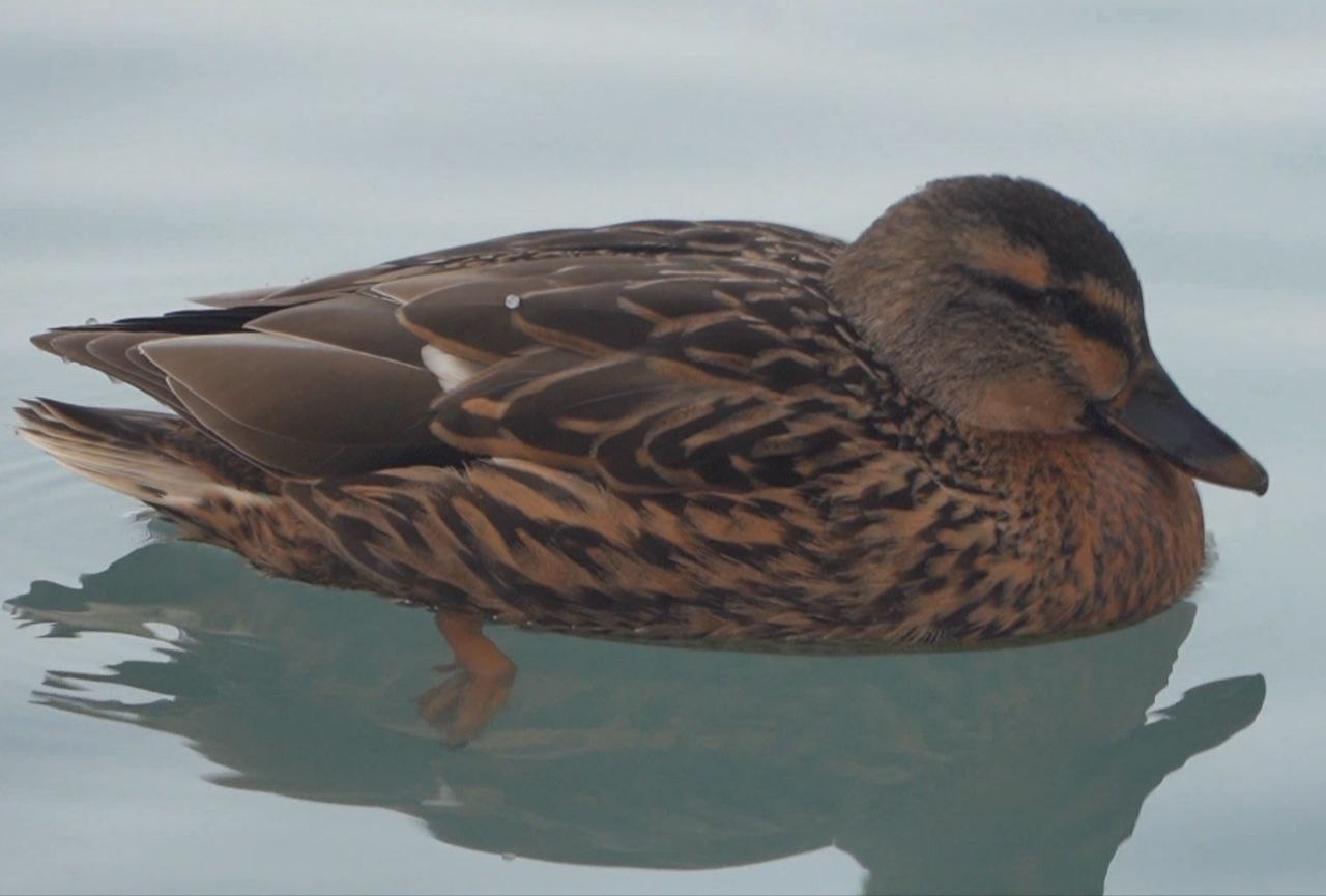 Сегодня, 15 января, будет облачно с прояснениями