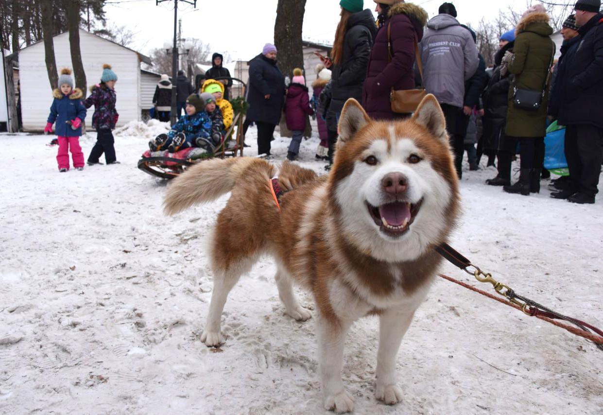 В Белгороде пройдёт традиционный «Хаски-Trail»