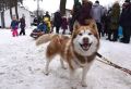 В Белгороде пройдёт традиционный «Хаски-Trail»