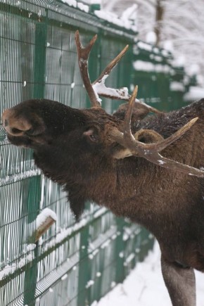 Знаете почему лоси не боятся холодов? Толщина их подшёрстка может достигать 10 см!