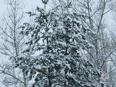 � �������� ��� ����������� �������� ������