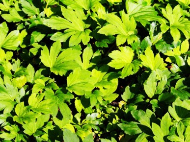 �������� �����: ����� ������ ��� ������ ����