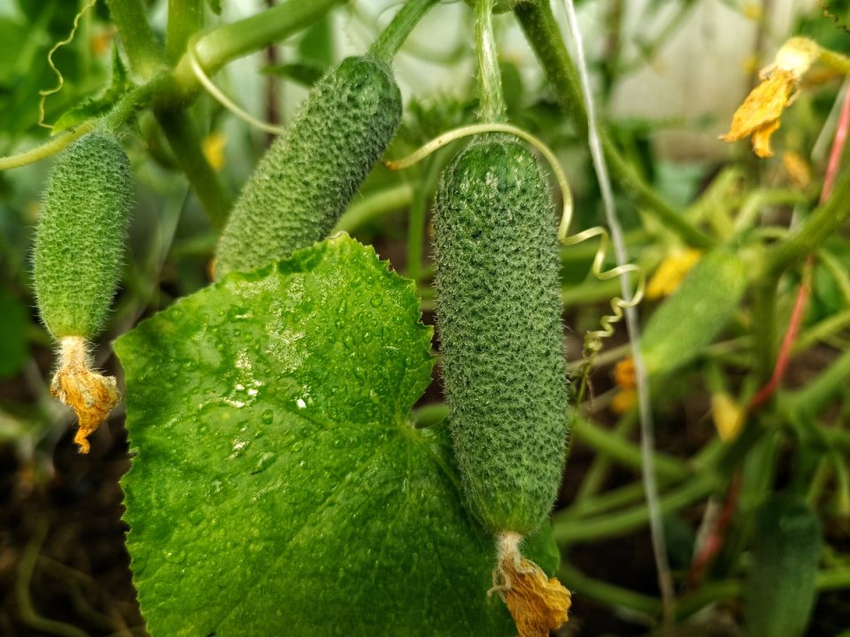 ��������� ������� � �������� � ����: ��� �������� ���� ������������ � �������� ����