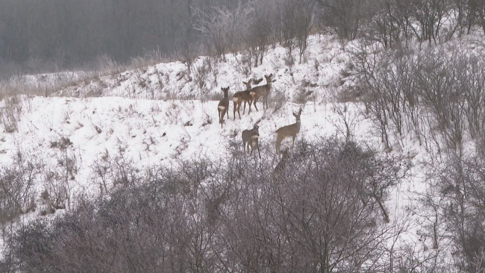 ������ ���� �������� ���������� ��� ��������� �������� ���� �����