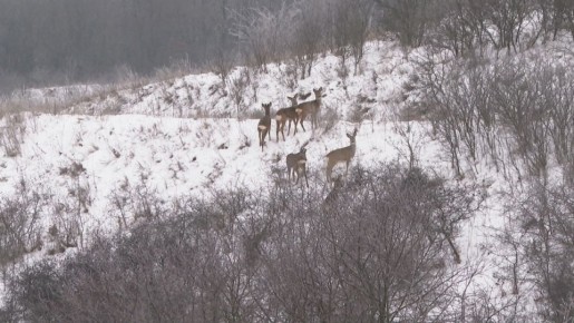 ������ ���� �������� ���������� ��� ��������� �������� ���� �����