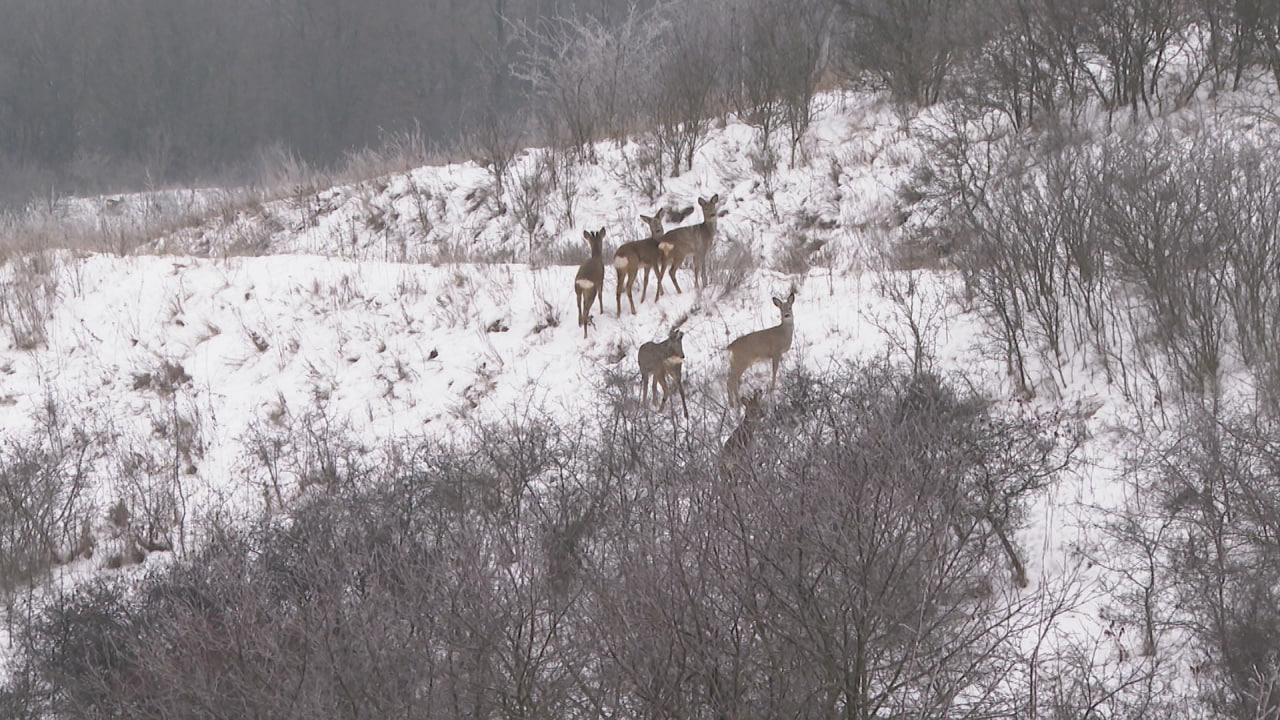 Восемь тонн зерновых заготовили для подкормки животных этой зимой