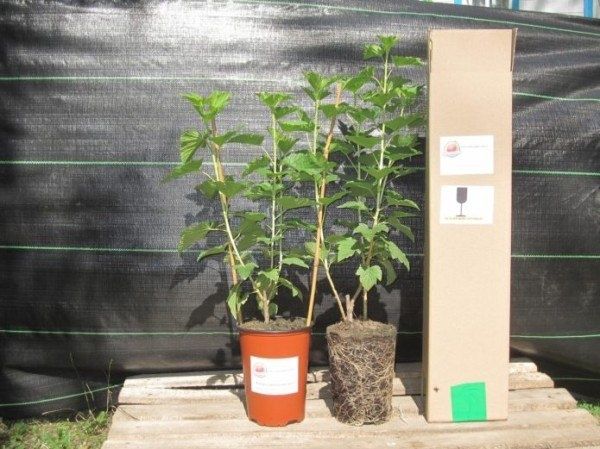 ������� �������� ������� ���������: ����� ��� �����?