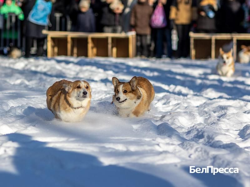 Доброе утро, Белгород!. Сегодня город накроет 10-градусный мороз