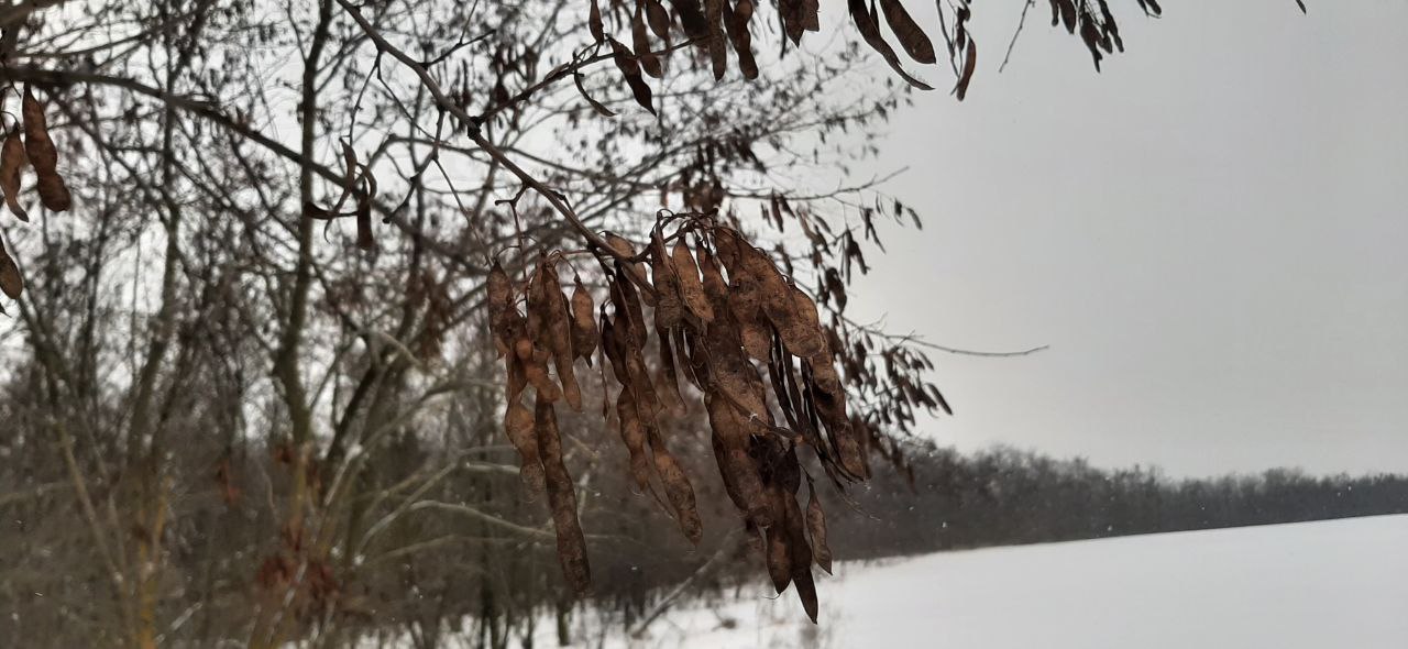 На территории Шебекинского муниципального округа проводятся работы по лесовосстановлению