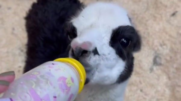 � ������������ �������� ���������� ������������ ����