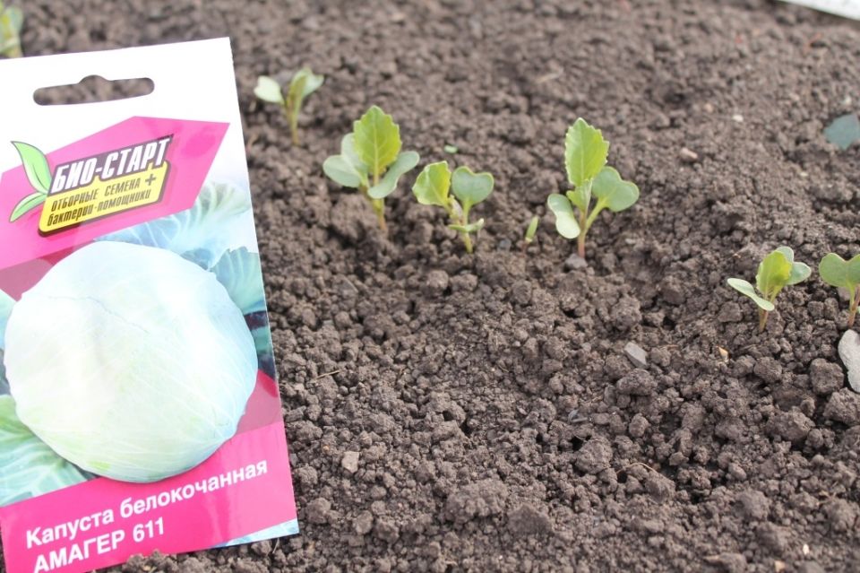 Как создать идеальную грядку для капусты: советы и секреты