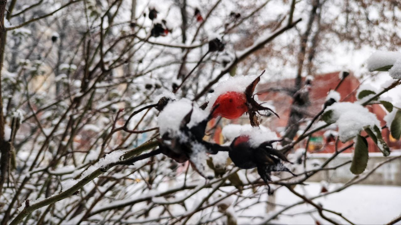 Сегодня, 23 января, будет облачно с прояснениями