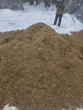 Олег Медведев: Сотрудники МБУ Охотник организовали подкормку на территории Охотничьего производственного участка "Яковлевское" силосом