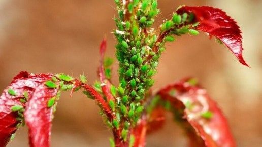 Как справиться с тлёй на розах?