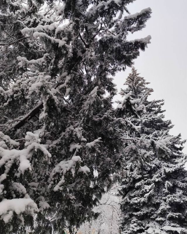 Доброе утро, Белгород!. Сегодня в городе ожидается пасмурная погода и до -14 градусов мороза