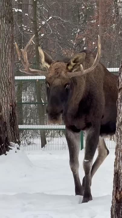 Виртуальная прогулка по зимнему зоопарку