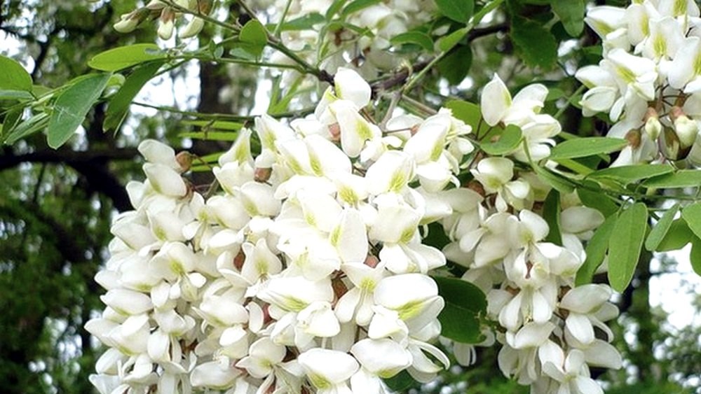 В Шебекино начался сбор семян акации